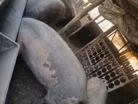 Cinghiale, Maiali — foto 5