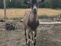 Kozel, Alpine goat — foto 3