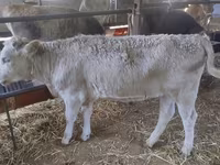 Bulle, Swiss cattle — Foto 5