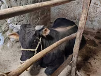 ወንድ በሬ, Cattle — ፎቶ 4