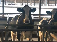 ላም, Holstein breed — ፎቶ 8