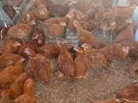 Chickens — الصورة 4