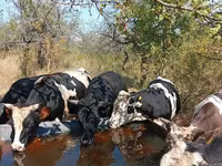 Bull, Cattle — photo 2