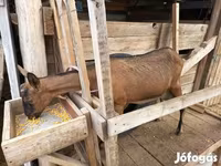 Kambing betina, Alpine goat — foto 4