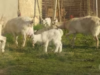 بز ماده, بز — عکس 2