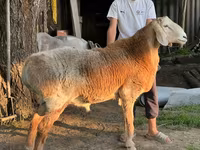 Қӯчқор, Arashan sheep — акс 3