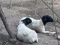 암양, Dorper sheep — 사진 1