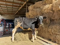 Krowa, Russian Black pied cattle — zdjęcie 1