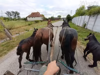 Hoppe, Heste — foto 6