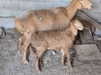 Kambing betina, Tian-Shan semifinewool sheep — foto 4