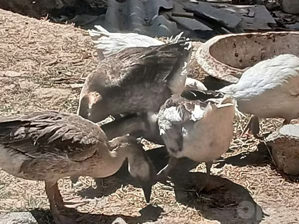Geese