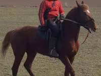 اسب نر, Trakehner — عکس 4