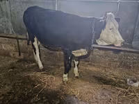 بقرة, Russian Black pied cattle — الصورة 1