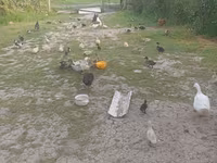 Ducks — fotografija 1