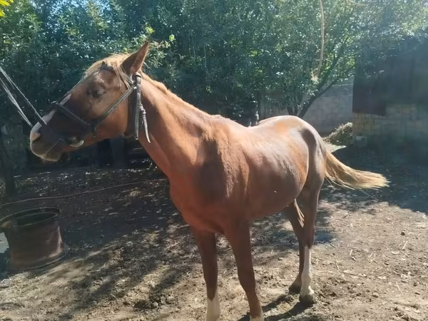 公马, Horses