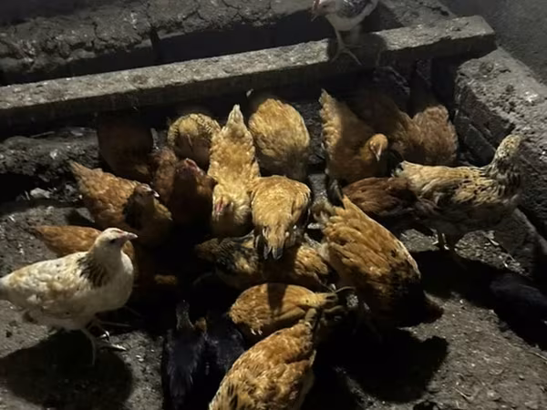 Chickens