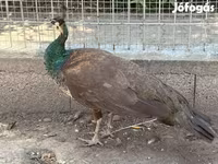Chickens — foto 6