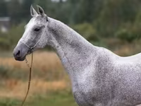 Cheval, Arabian horse — photo 6