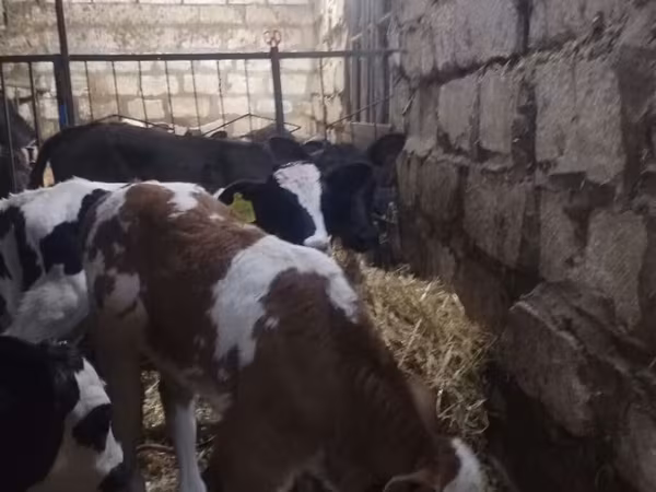 Skot (série, pohlaví neuvedeno), Simmental cattle