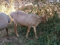 Beran, Hissar sheep — foto 2