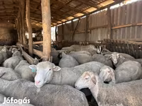 قوچ, گوسفند — عکس 1