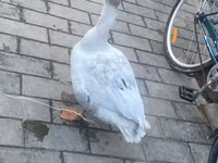 Ducks — عکس 8