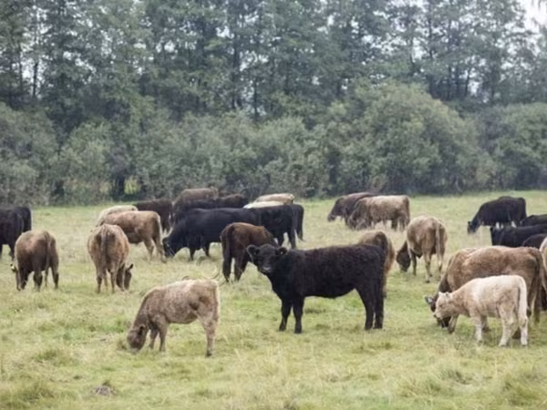 Galloway cow