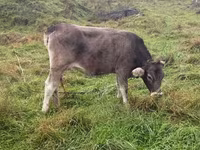 Krowa, Simmental cattle — zdjęcie 2