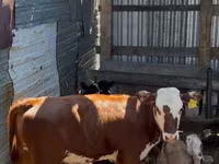 Goveda (partija, pol nije naveden), Swiss cattle — fotografija 4