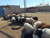 Ram, Sheep — photo 2