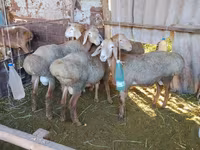 Beran, Arashan sheep — foto 3