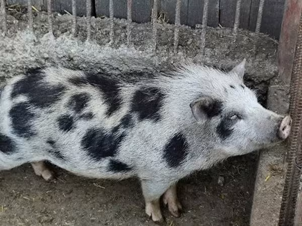 Boar,  — Hungary