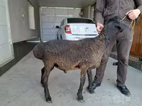 Kambing jantan, Sheep — foto 2