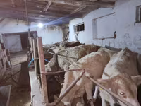Býk, Simmental cattle — foto 2