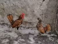 Bantam — Foto 2