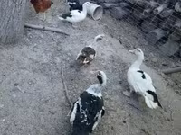 Chickens — fotografija 6