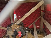 Chickens — รูปภาพ 2
