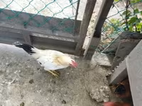 Chickens — 사진 1