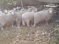 암양, 양 — 사진 3