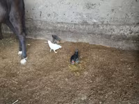 Bantam — fotografija 3