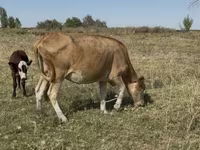 گاو ماده, Latvian Blue cattle — عکس 1