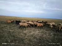 Widder, Edilbay sheep — Foto 3