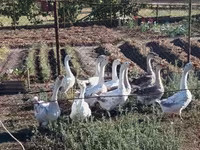 Geese — تصویر 3