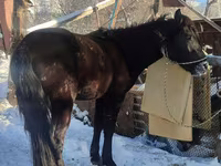 Hingst, Heste — foto 5