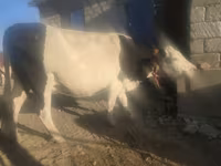 گاو ماده, گاو — عکس 5