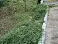 Хадсан нарийн өвс — foto 2