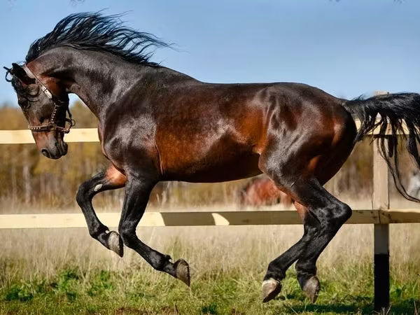 Konji (partija, pol nije naveden), Horse breed