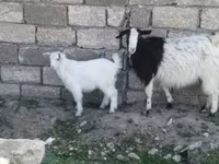 Goat, Goats — photo 1