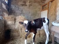 Bulle, Simmental cattle — Foto 1