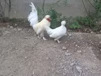Japansk Bantam — foto 4